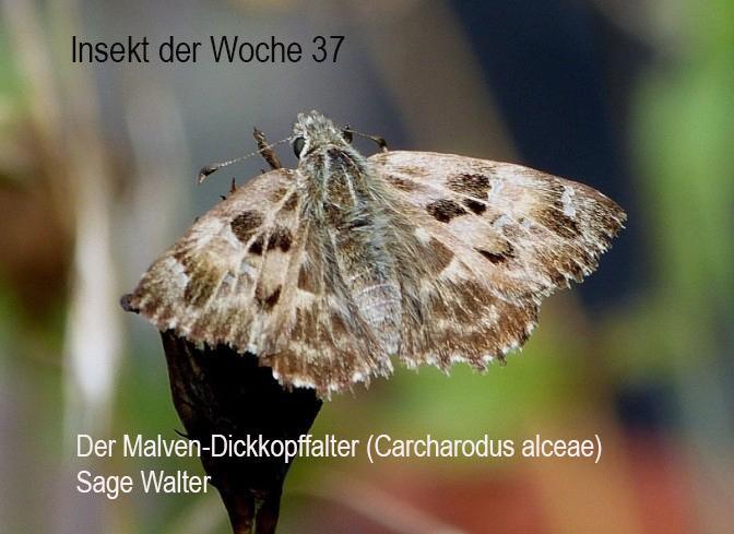 Malvendickkopffalter 21.Juli 2012 im Garten des Verfassers (Foto_Sage) Kopie