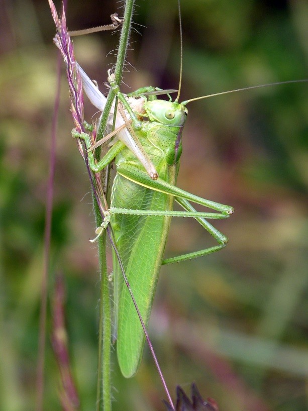 Nach der Häutung zum fertigen Insekt verzehrt dieses Weibchen eines Grünen Heupferdes die abgestreifte Larvenhaut (Foto Sage)