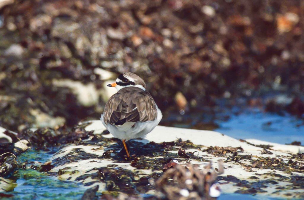 Rätselbild Nr. 16 (Dieter Kurz)