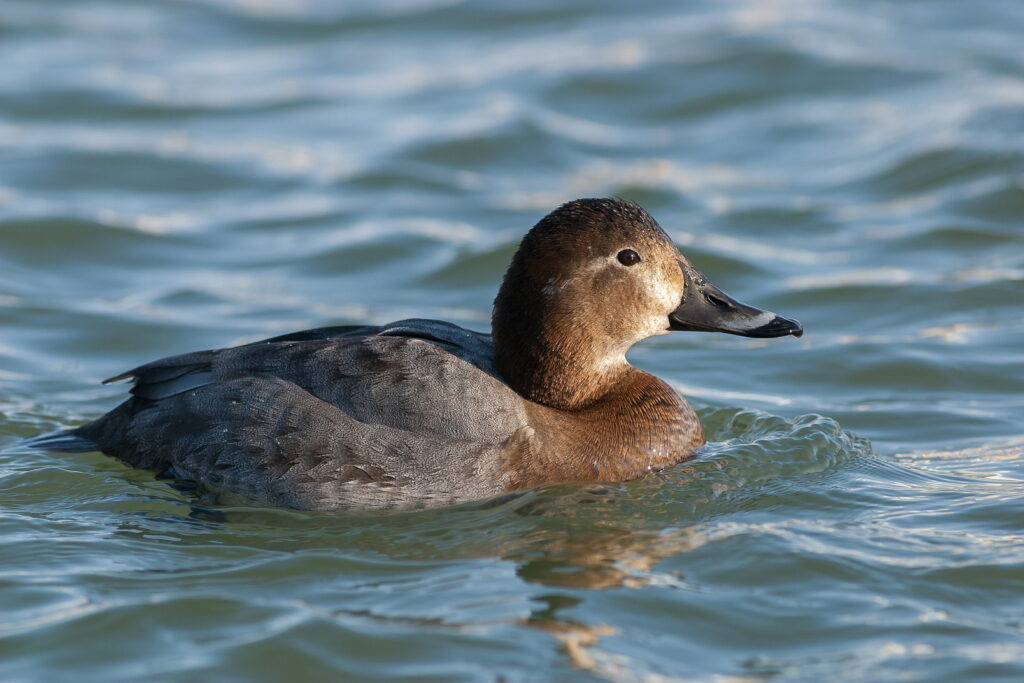 Rätselbild (G. Stahlbauer)