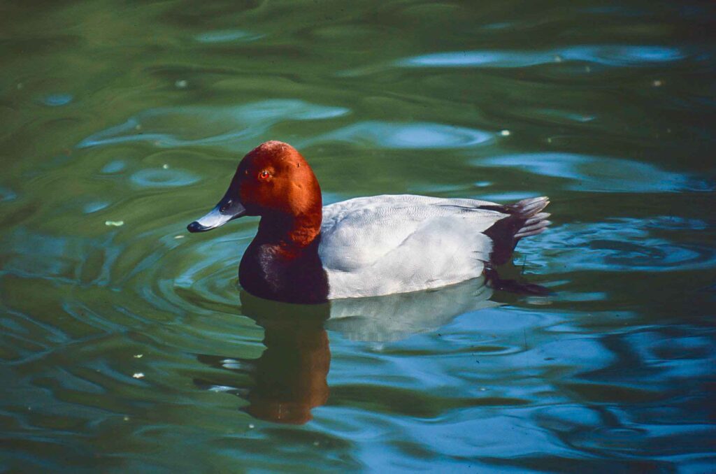 Tafelerpel (D. Kurz)