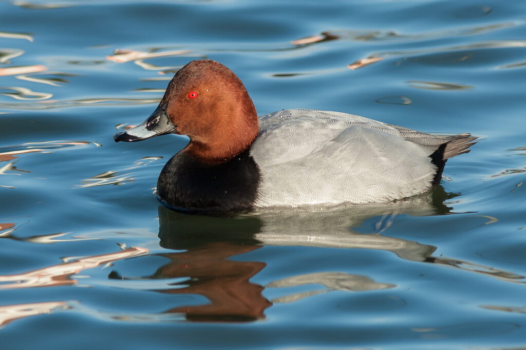 Tafelerpel (G. Stahlbauer)