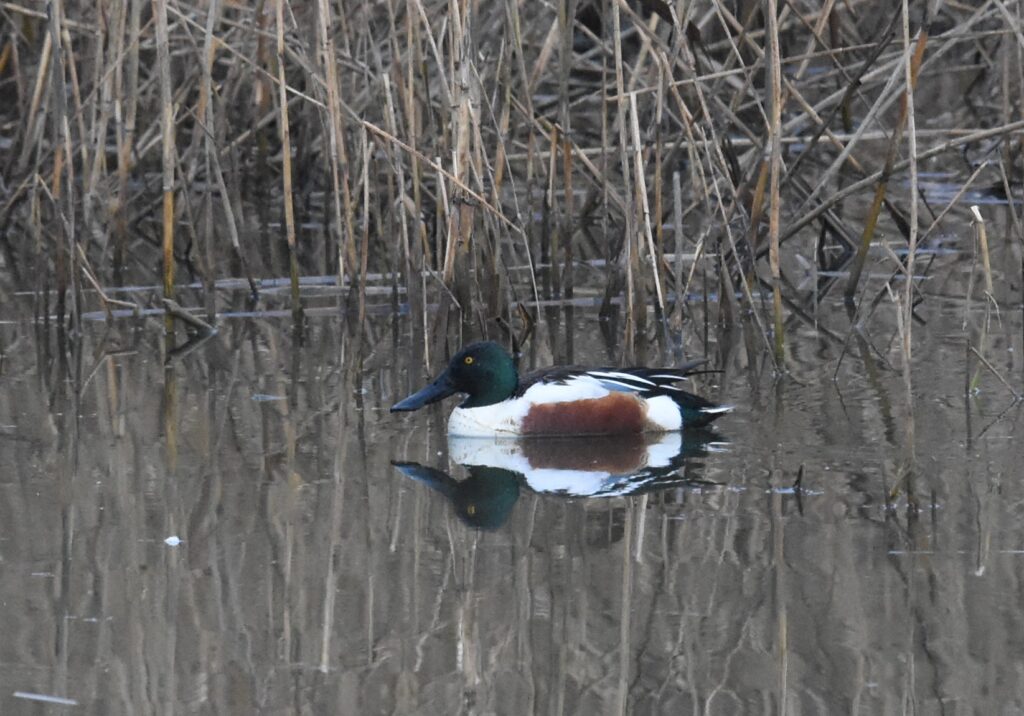 Löffelerpel (Karl Billinger)