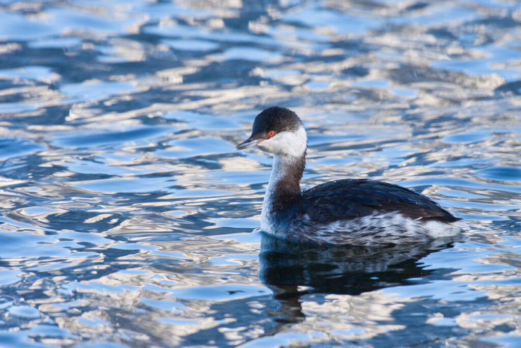 Ohrentaucher (Norbert Pühringer)
