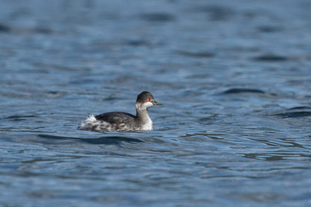 Schwarzhalstaucher im Winter (Norbert Pühringer)
