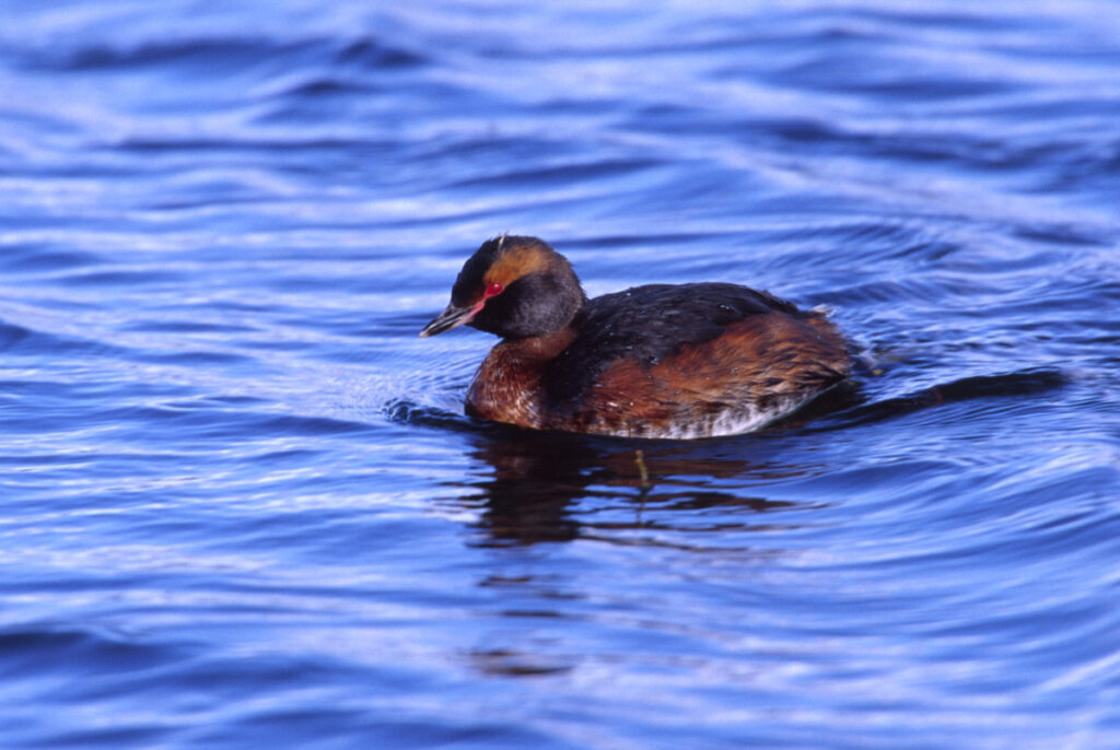 Ohrentaucher im Prachtkleid (Norbert Pühringer)