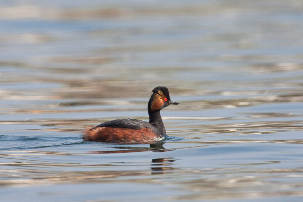Schwarzhalstaucher im Prachtkleid (Norbert Pühringer)