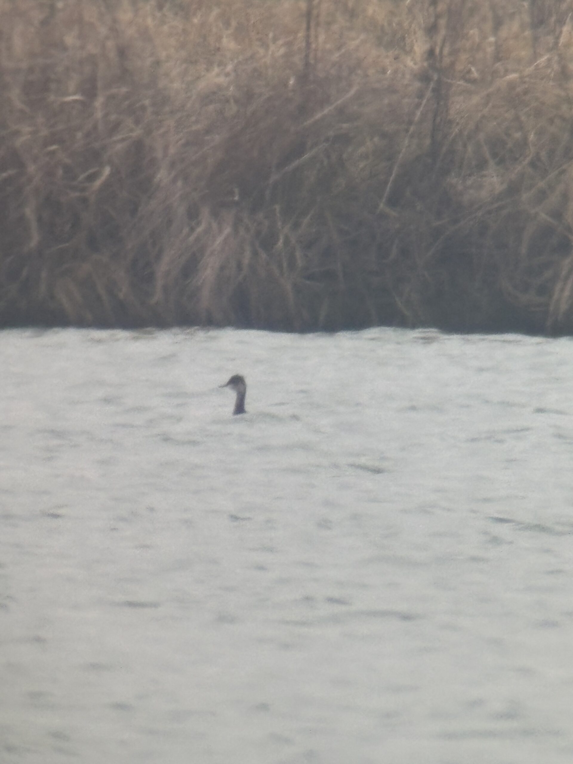 Vogelrätsel Nr. 20 mit Auflösung!