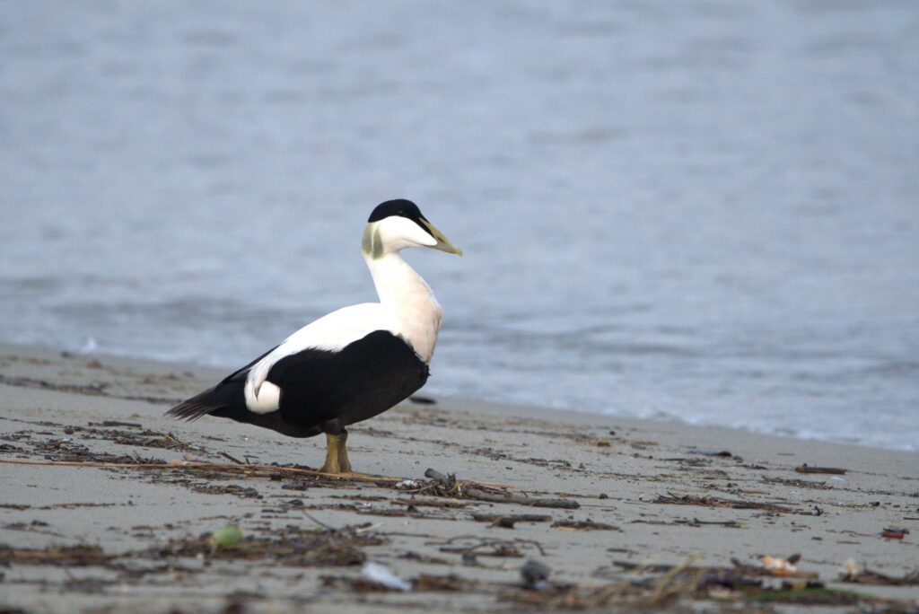 Eiderente (Pietro Bellezza)