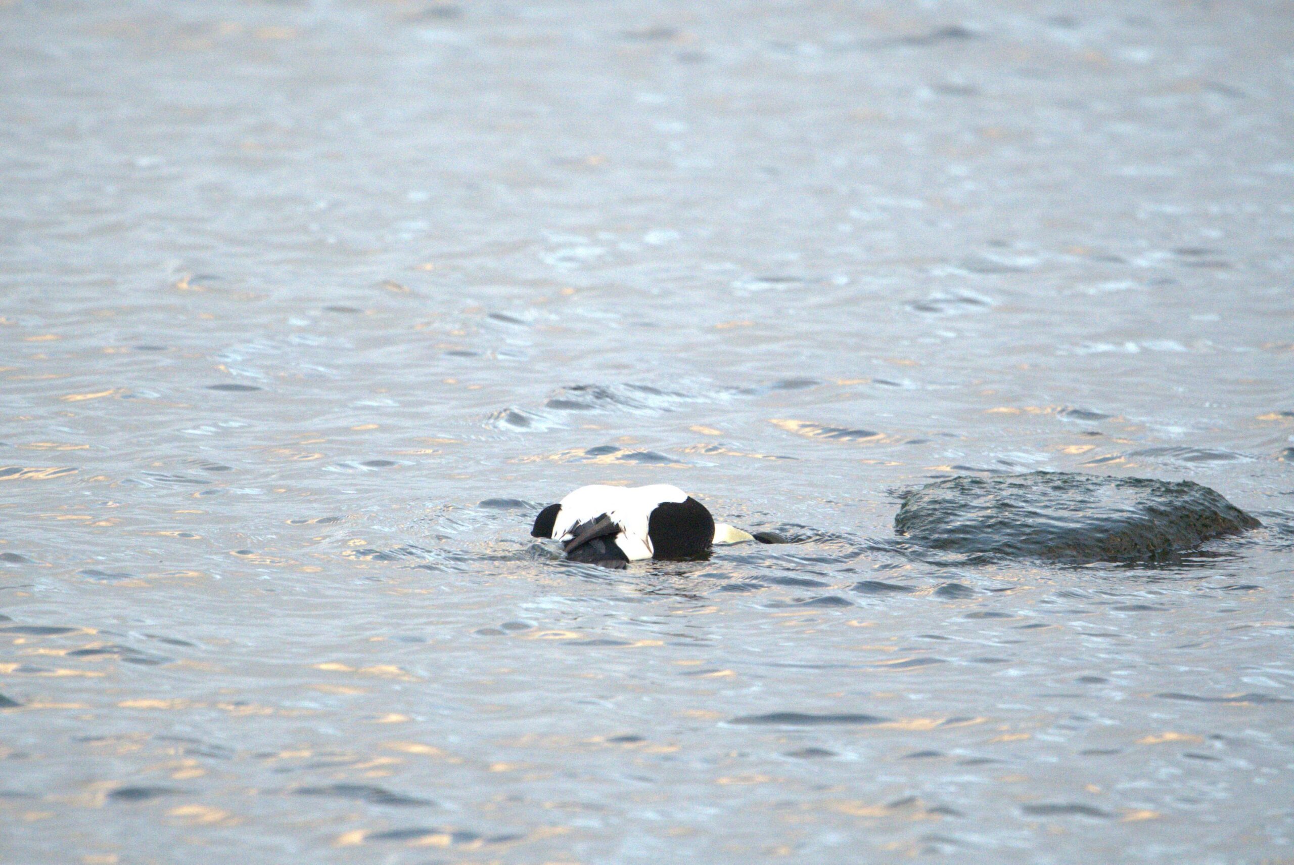 Vogelrätsel Nr. 19 mit Auflösung!