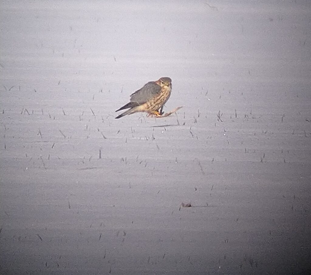 Rätselbild Nr. 22 (Stephan Selbach)