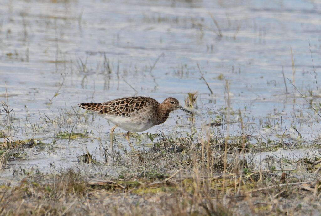 Rätselbild Nr. 23 (E. Ruthmann)