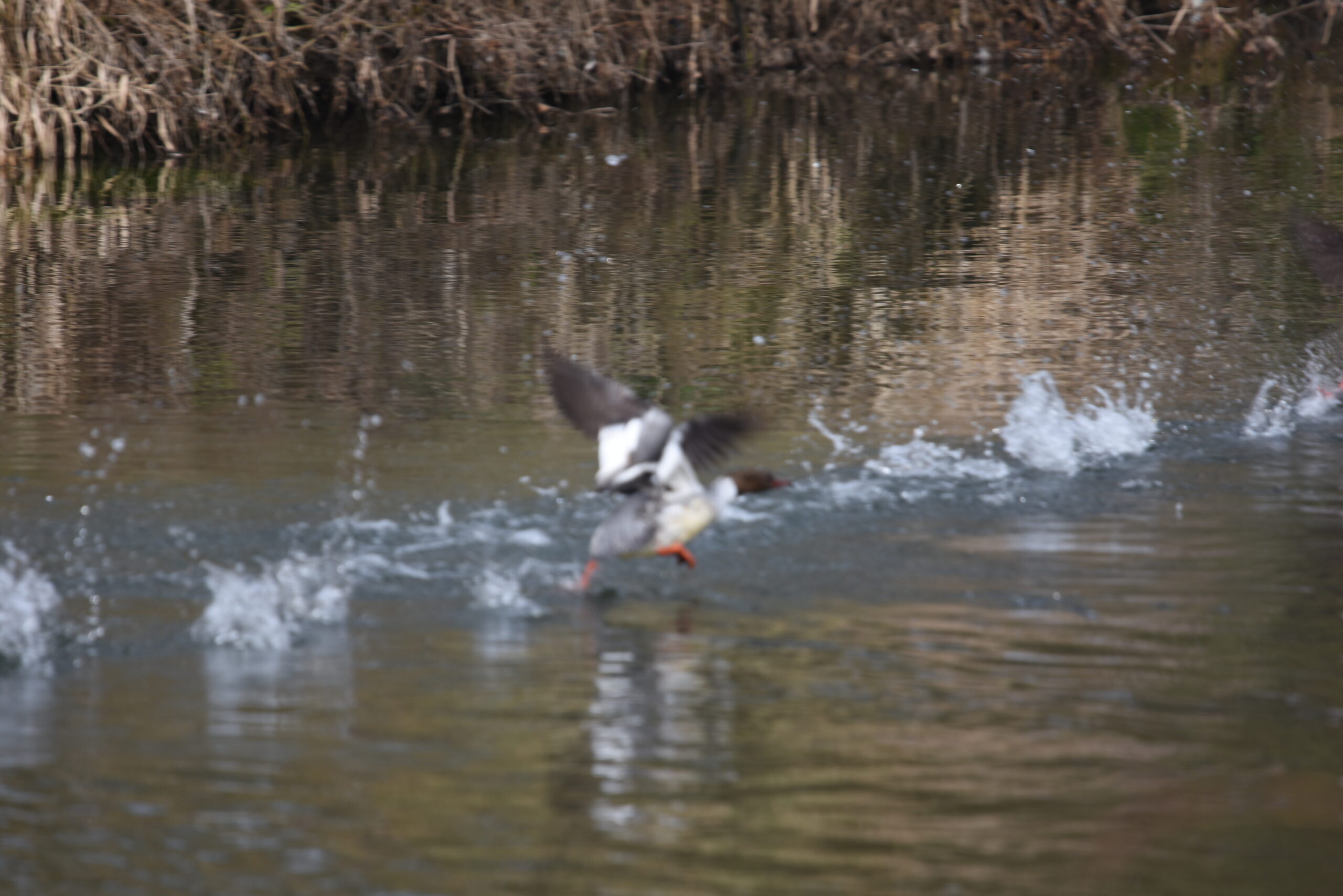 Vogelrätsel Nr. 24