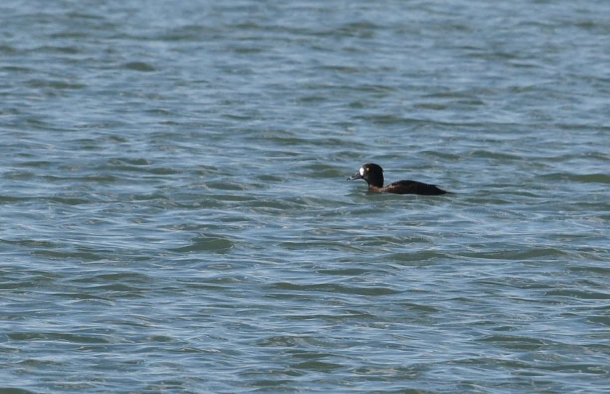Vogelrätsel Nr. 25
